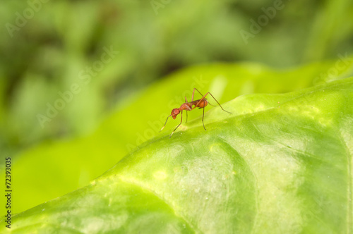 Red Ant on green leaf © mitrarudra