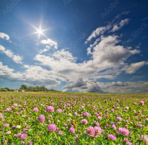 sun above meadow of pink clover