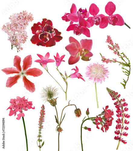 Fototapeta Naklejka Na Ścianę i Meble -  set of red color flowers on white