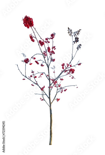 small bare rowan tree with berries © Alexander Potapov