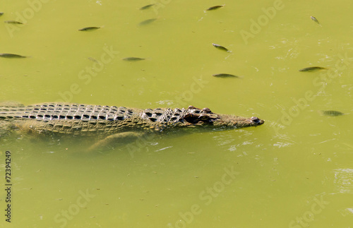 crocodile in wetland pond