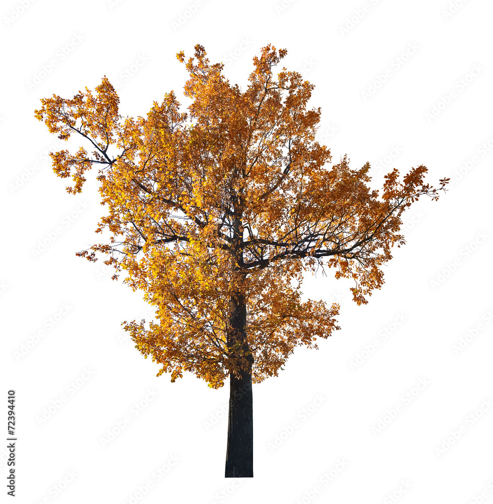 dark gold fall oak isolated on white dark gold fall oak isolated on white