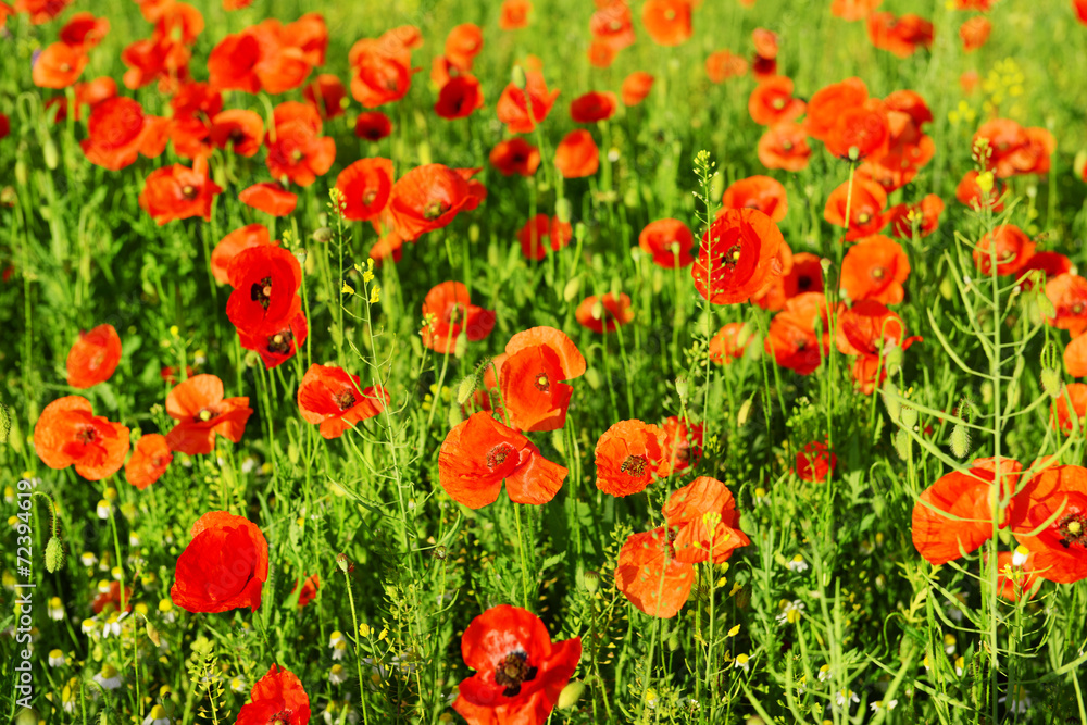 Fototapeta premium Poppy flowers outdoors
