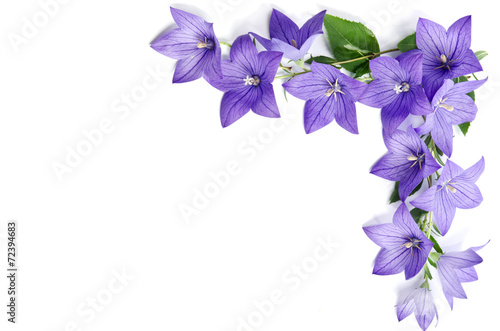 Fototapeta Naklejka Na Ścianę i Meble -  Photo corner made of Bellflowers isolated on white background