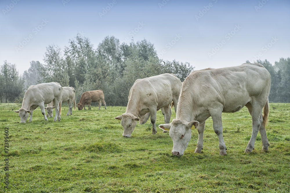 cow in a meadow