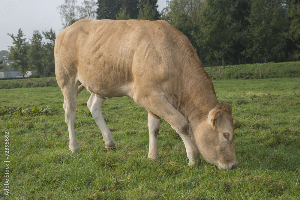 cow in a meadow cow in a meadow