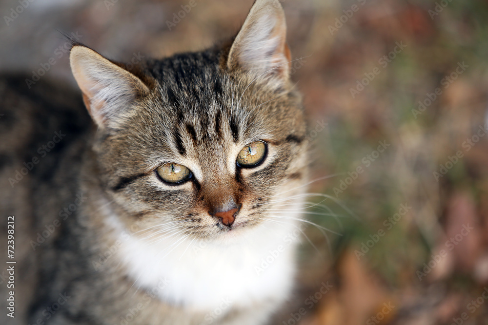 Cat outdoors