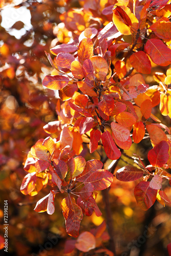 Beautiful autumn leaves © Africa Studio
