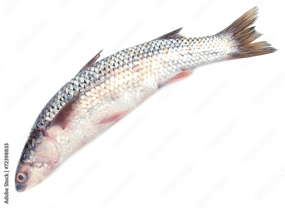 Fresh fish isolated on white Fresh fish isolated on white