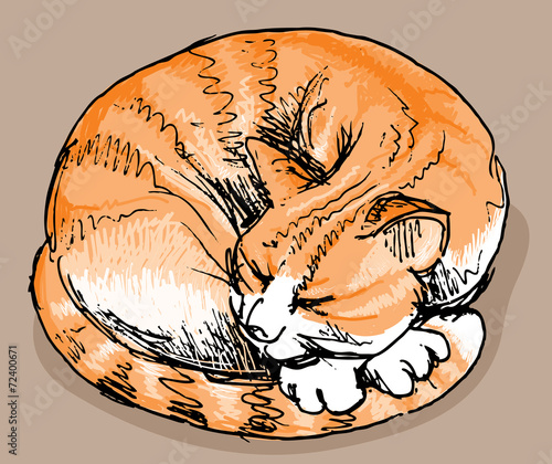 Sleeping red cat