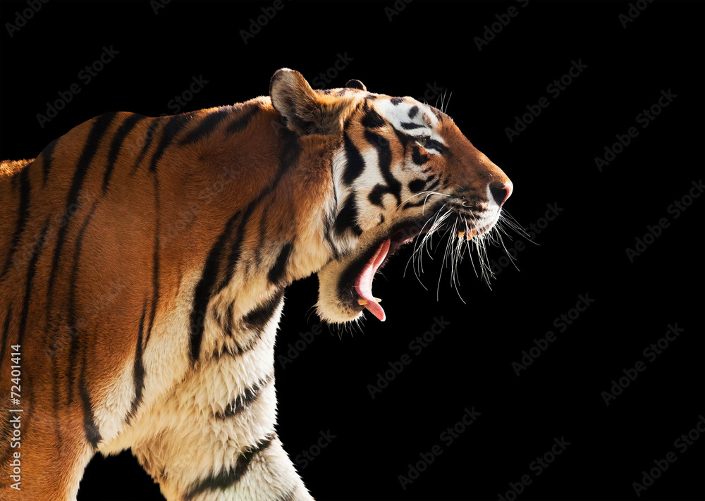 Obraz premium Dziki ryk tygrysa. Samodzielnie na czarno, łatwe do wycięcia.