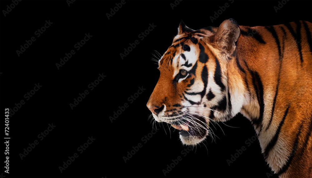 Fototapeta premium Dziki tygrys patrząc, gotowy do polowania, widok z boku. Pojedynczo na czarno