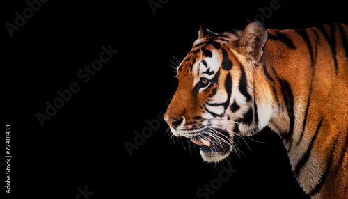 Wild tiger looking, ready to hunt, side view. Isolated on black