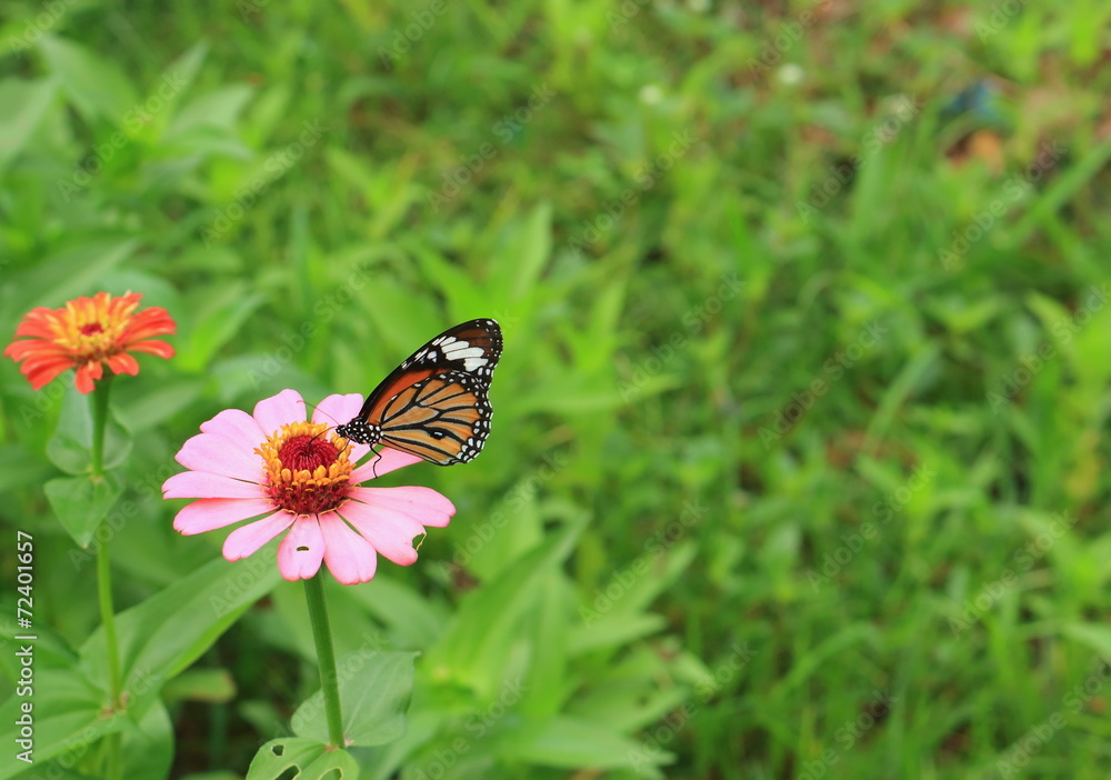 brown butterfly on zinnia flower brown butterfly on zinnia flower