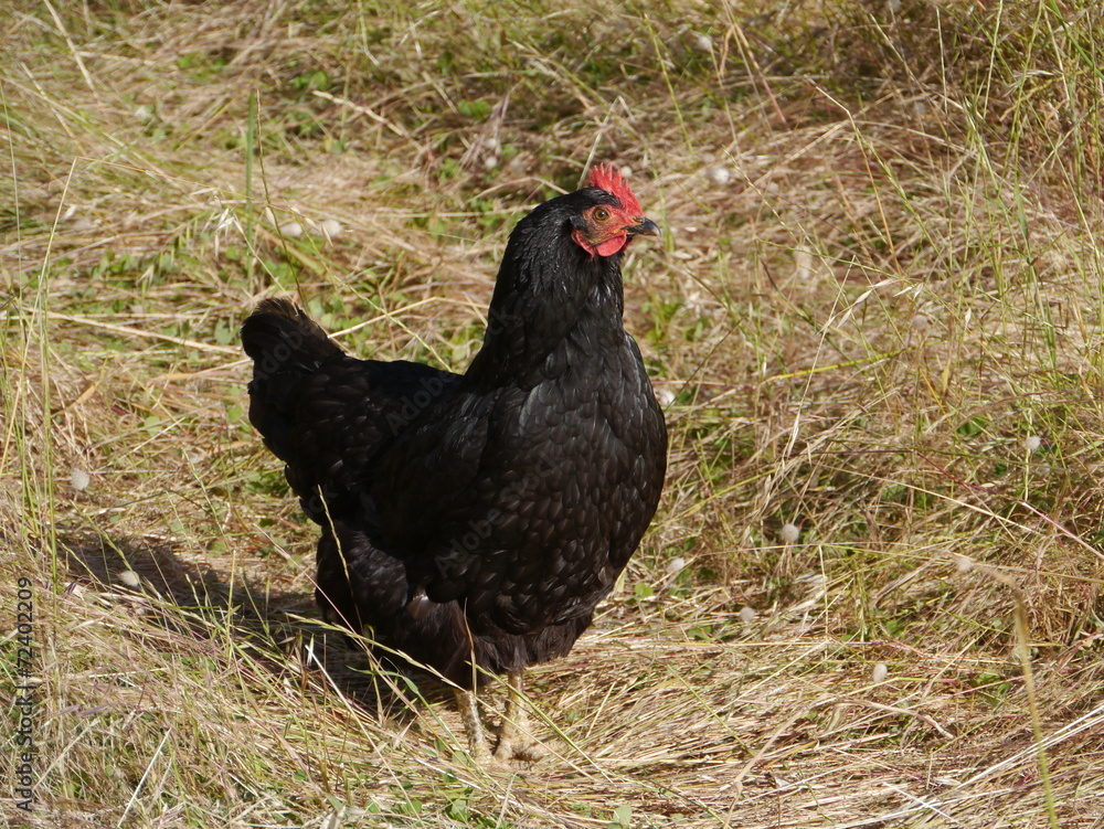 The Australorp is a black chicken breed of Australian origin