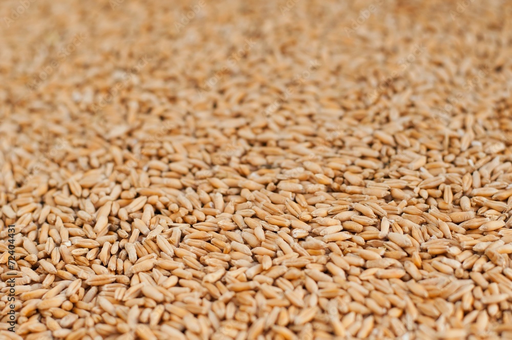 Wheat grain background. Shallow DOF Wheat grain background. Shallow DOF