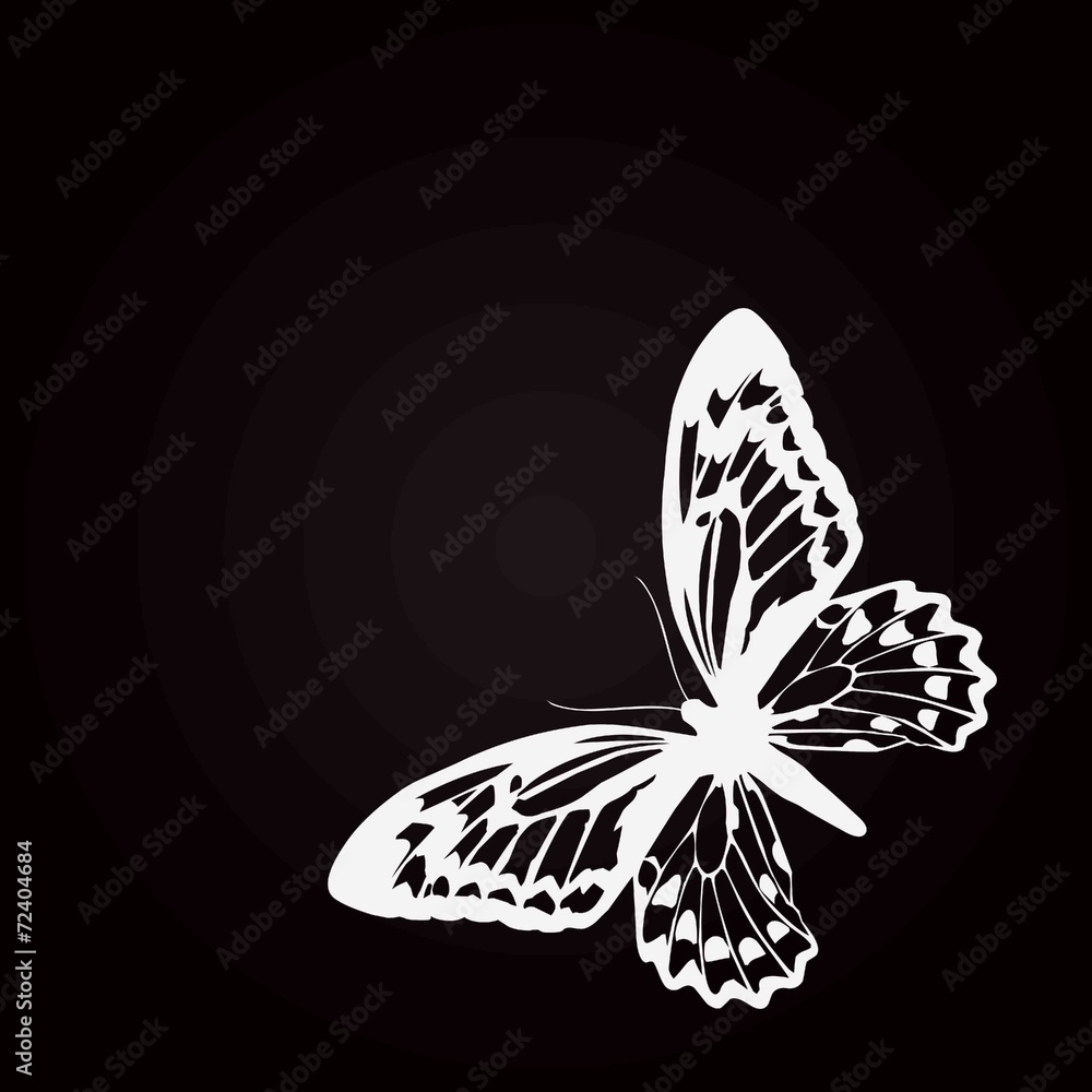 Vecteur Stock papillon blanc fond noir | Adobe Stock