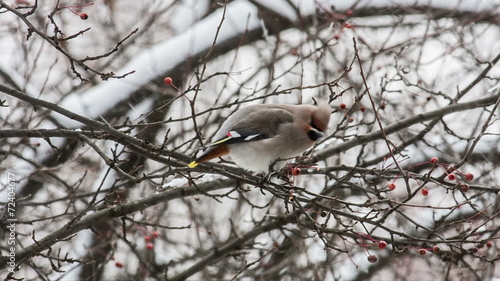 Waxwing (Bombycilla garrulus)  on a wild apple