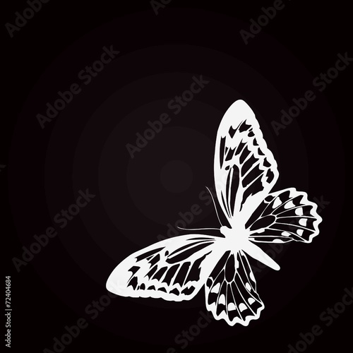 Fototapeta papillon blanc fond noir