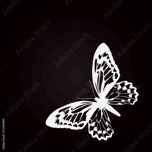 Obraz papillon blanc fond noir