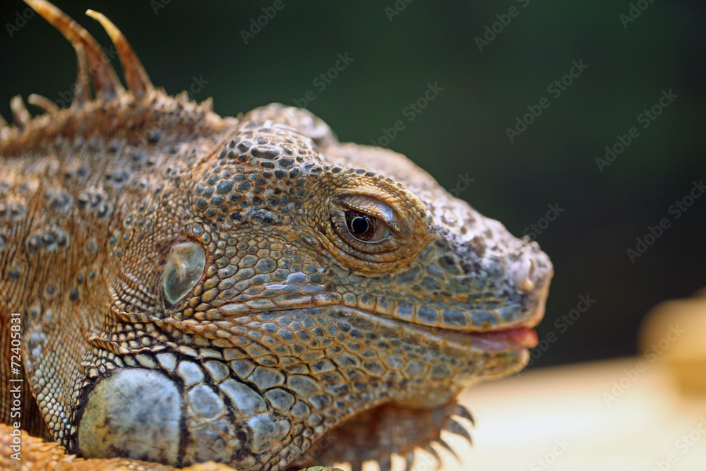 グリーンイグアナ -Green iguana- グリーンイグアナ -Green iguana-