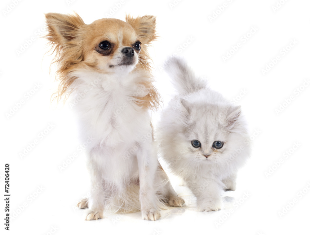persian kitten and chihuahua persian kitten and chihuahua