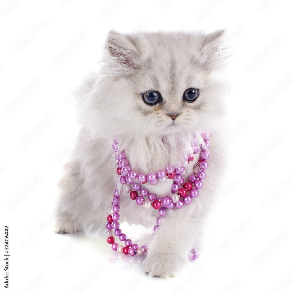 Fototapeta premium persian kitten