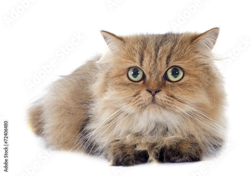 persian cat