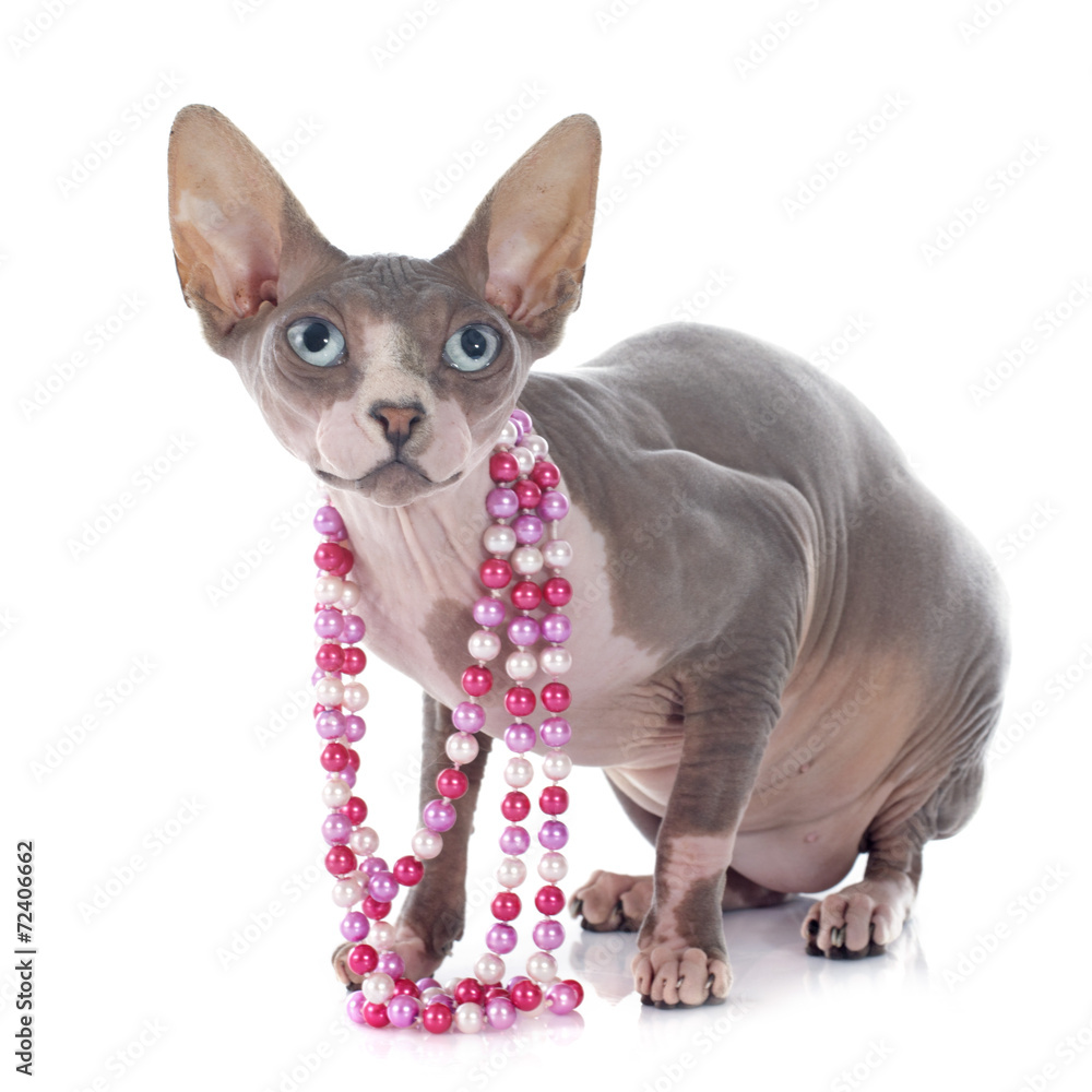 Fototapeta premium Sphynx Hairless Cat