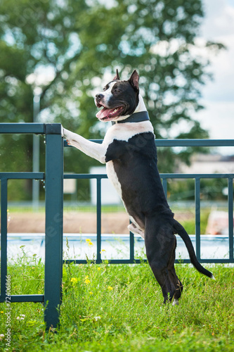American staffordshire terrier standing near the fence