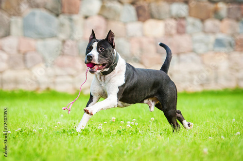 American staffordshire terrier playing with a ball