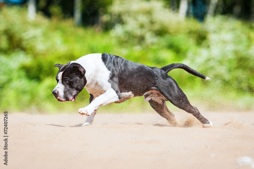 American staffordshire terrier running on the beach American staffordshire terrier running on the beach