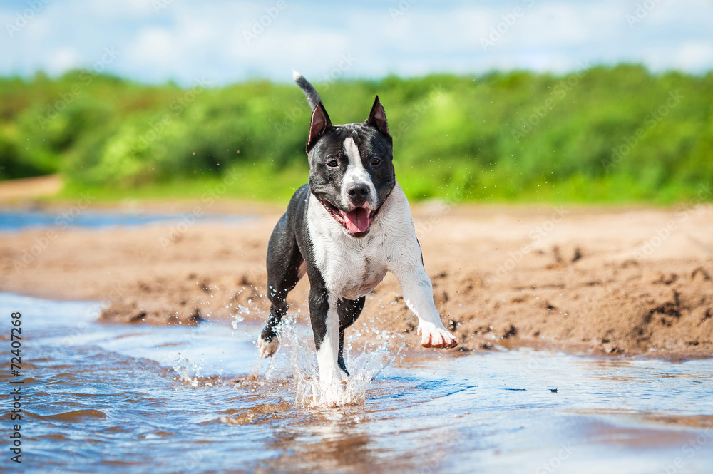 American staffordshire terrier running in the water
