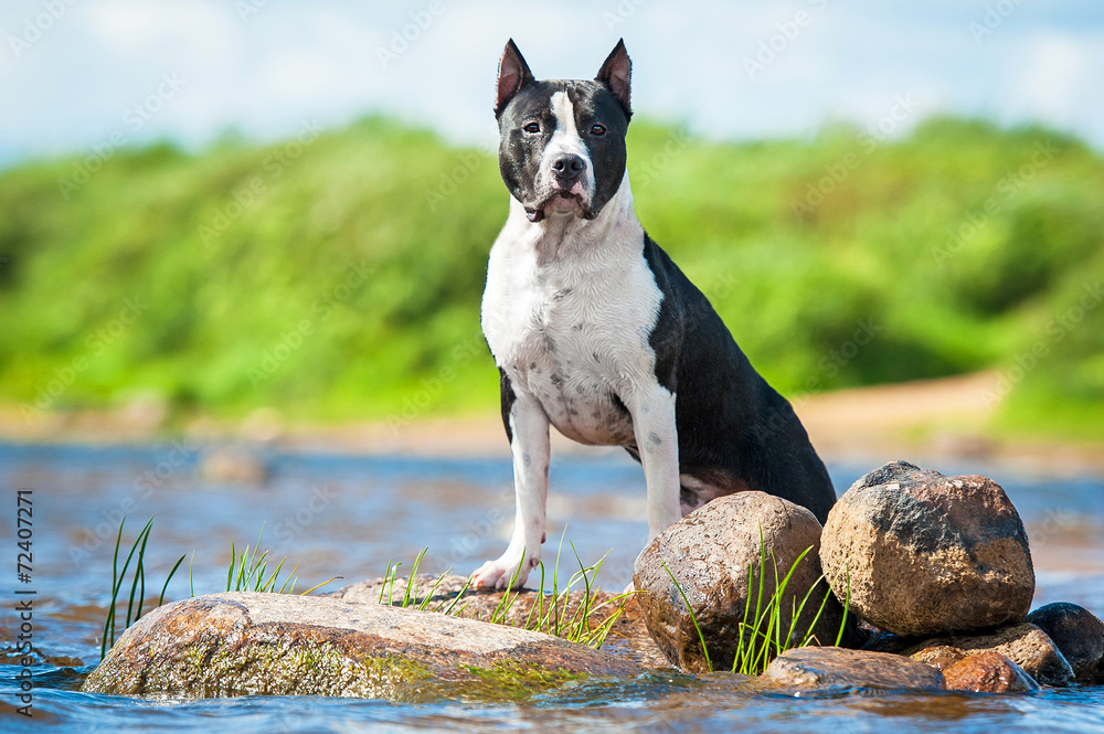 American staffordshire terrier standing on stones in the water