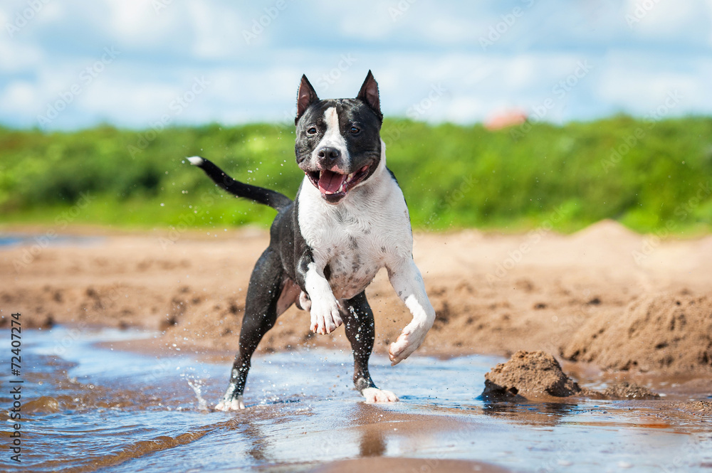 American staffordshire terrier running in the water
