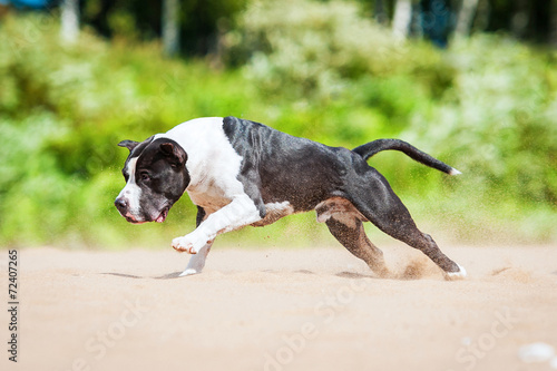 American staffordshire terrier running on the beach