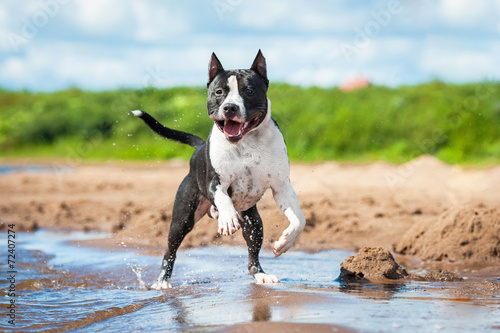 American staffordshire terrier running in the water © Rita Kochmarjova