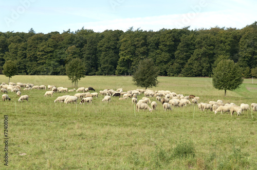 Schafe, Schafherde © Ruckszio