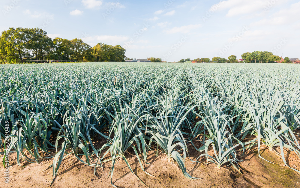 Naklejka premium Leek plants at the field of a leek nursery
