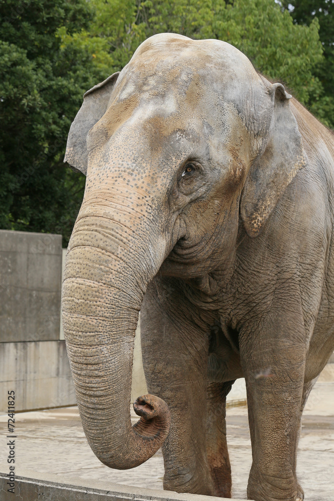 Fototapeta premium アジアゾウ -Asian Elephant -