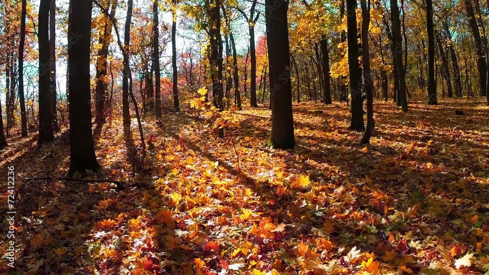 autumn forest trees. autumn forest trees.