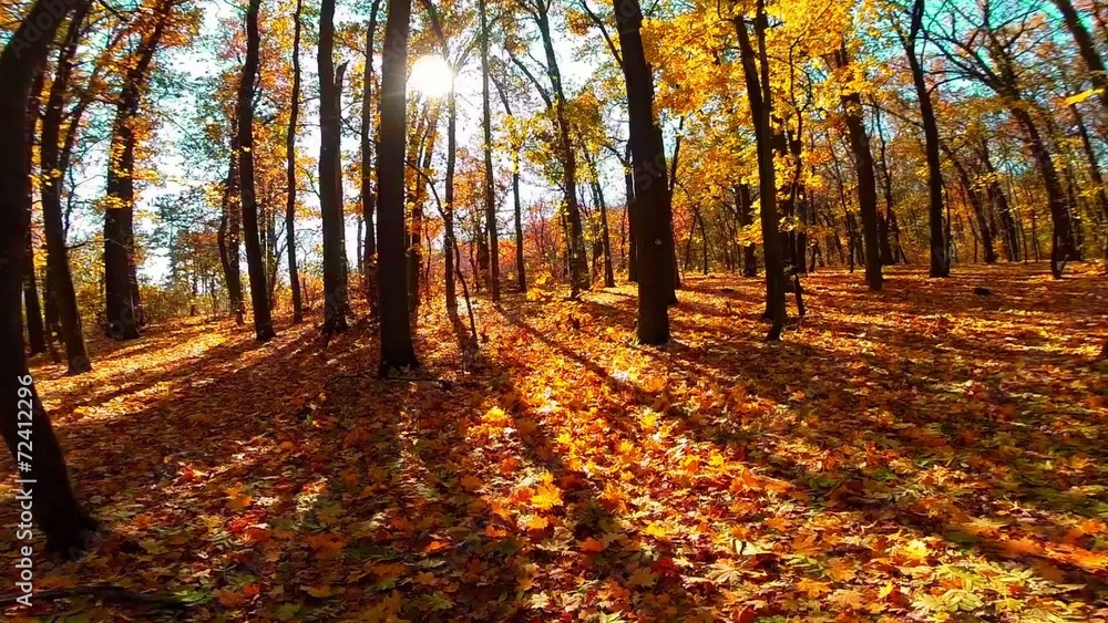 autumn forest trees. autumn forest trees.