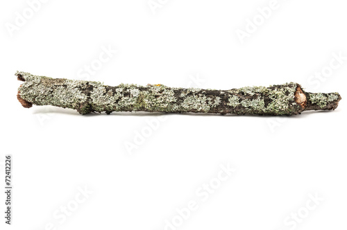Tree stick with moss.