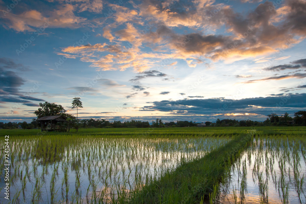 rice field at sunset, Thailand