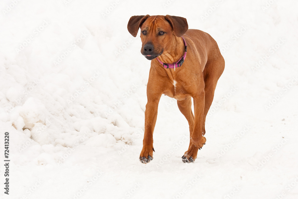 Rhodesian ridge-back dog running in the snow