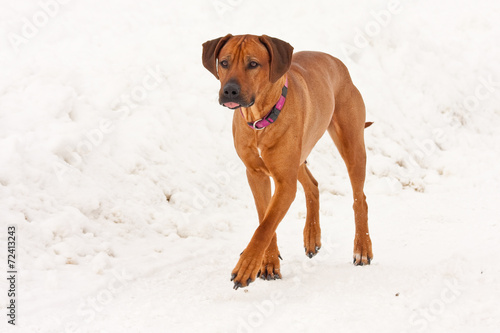 Rhodesian ridge-back dog running in the snow © erikzunec