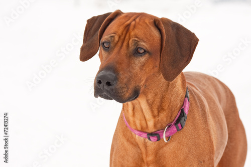 Rhodesian ridge-back dog in the snow closeup