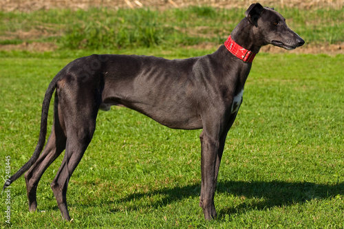 Tela Black greyhound portrait on the grass