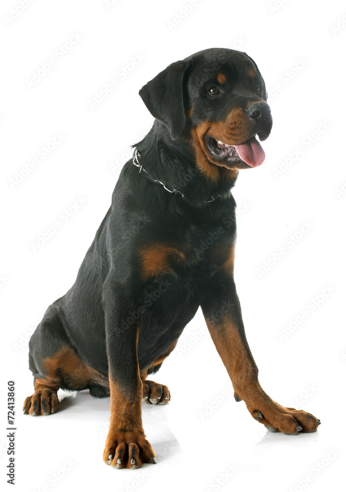 young rottweiler