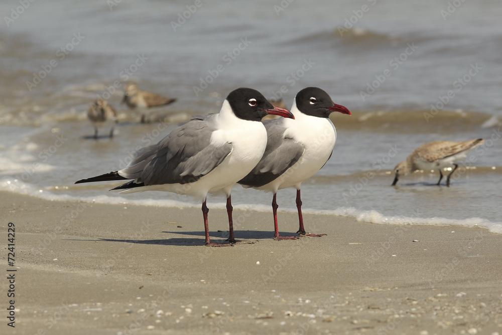 Pair of Laughing Gulls on the Beach - Georgia Pair of Laughing Gulls on the Beach - Georgia